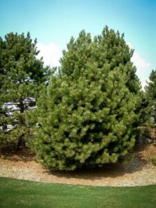 Сосна Чёрная (Pinus Nigra) купить по цене от 270.00р. в интернет-магазине «Посадика» с доставкой почтой в в Медвежьегорске и по всей России – [изображение №1].