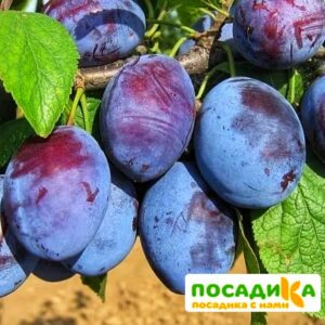 Слива Чачакская ранняя купить по цене от 229.00р. в интернет-магазине «Посадика» с доставкой почтой в в Медвежьегорске и по всей России – [изображение №1].