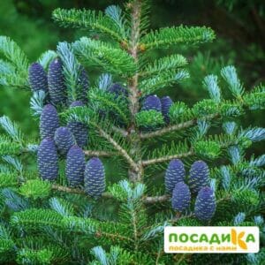 Пихта корейская (Abies koreana) купить по цене от 450.00р. в интернет-магазине «Посадика» с доставкой почтой в в Медвежьегорске и по всей России – [изображение №1].