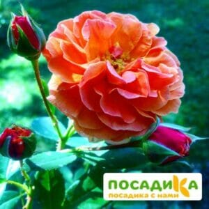 Роза Арабия купить по цене от 350.00р. в интернет-магазине «Посадика» с доставкой почтой в в Медвежьегорске и по всей России – [изображение №1].