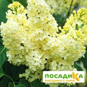 Сирень Примроуз (Primrose) купить по цене от 529.00р. в интернет-магазине «Посадика» с доставкой почтой в в Медвежьегорске и по всей России – [изображение №1].