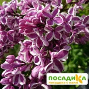 Сирень Сенсация купить по цене от 529.00р. в интернет-магазине «Посадика» с доставкой почтой в в Медвежьегорске и по всей России – [изображение №1].