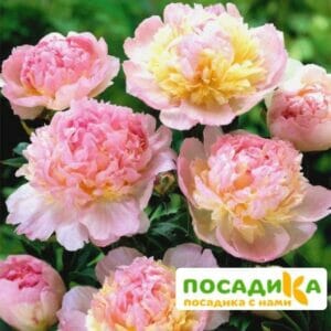 Пион Распберри Сандей (Paeonia Raspberry Sundae) купить по цене от 959р. в интернет-магазине «Посадика» с доставкой почтой в в Медвежьегорске и по всей России – [изображение №1].