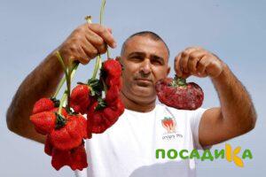 Клубника Гигант Джорнея купить по цене от 266р. в интернет-магазине «Посадика» с доставкой почтой в в Медвежьегорске и по всей России – [изображение №1].