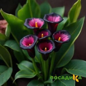 Калла Аура Лейс купить по цене от 400р. в интернет-магазине «Посадика» с доставкой почтой в в Медвежьегорске и по всей России – [изображение №1].