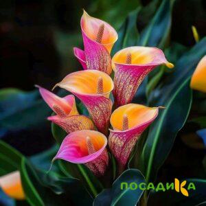 Калла Оникс купить по цене от 450р. в интернет-магазине «Посадика» с доставкой почтой в в Медвежьегорске и по всей России – [изображение №1].