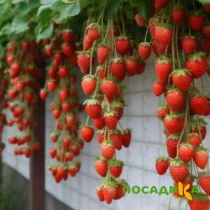 Клубника вьющаяся Комплимент купить по цене от 470р. в интернет-магазине «Посадика» с доставкой почтой в в Медвежьегорске и по всей России – [изображение №1].