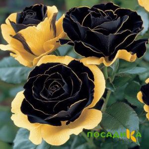 Роза Ханни Сикл купить по цене от 700р. в интернет-магазине «Посадика» с доставкой почтой в в Медвежьегорске и по всей России – [изображение №1].