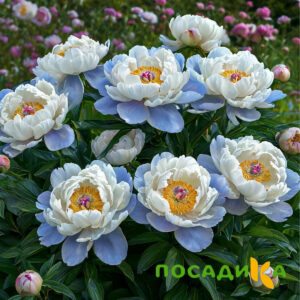 Пион акварельный Этюд купить по цене от 806р. в интернет-магазине «Посадика» с доставкой почтой в в Медвежьегорске и по всей России – [изображение №1].