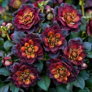 Морозник Сноу Дроп купить по цене от 348р. в интернет-магазине «Посадика» с доставкой почтой в в Медвежьегорске и по всей России – [изображение №1].